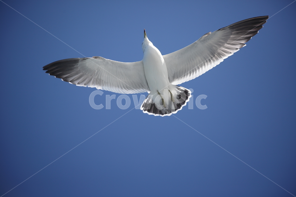 갈매기,바다새,대형조류,commongull,mewgull,laruscrassirostris,괭이갈매기,동물,animal,조류,새,birds