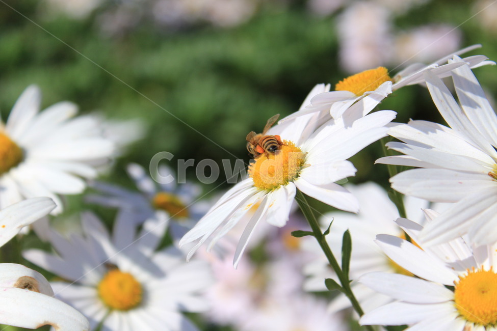 구절초,꽃,무척추동물,invertebrate,apidae,양서류,bee,벌,insect,곤충,animal,동물,pollen,plant,가을,식물,자연,plants,nature,꽃,flower,동물,animal,곤충,벌레,insect,bug