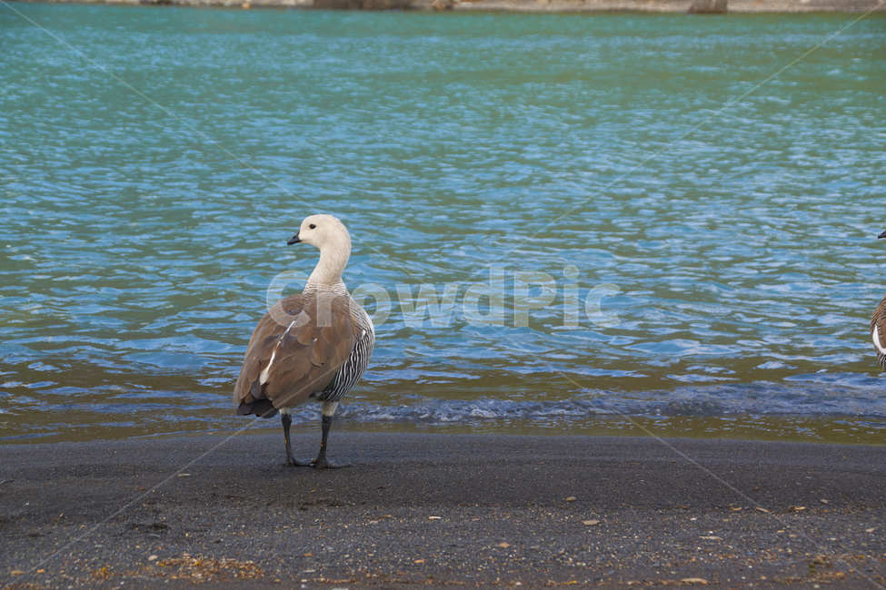 새,bird,물새,waterfowl,animal,동물,자연,파타고니아,동물,animal,조류,새,birds