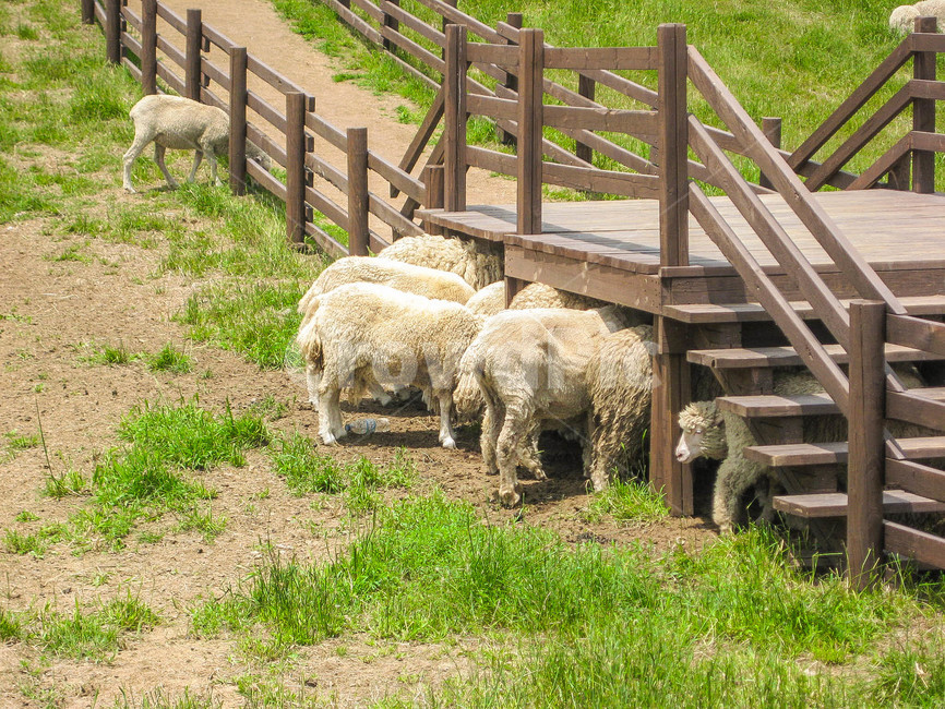 양,숨박꼭질,다리,sheep,잡초,풀,오후,동물,animal,포유류,mammal,목축업,목장,livestock farming,ranching,pasture
