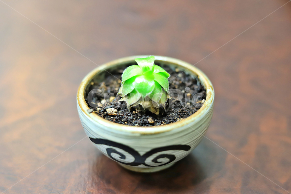 식물,화분,미니화분,감성사진,접사,식물,자연,plants,nature,실내용화초,화분,화초,house plant