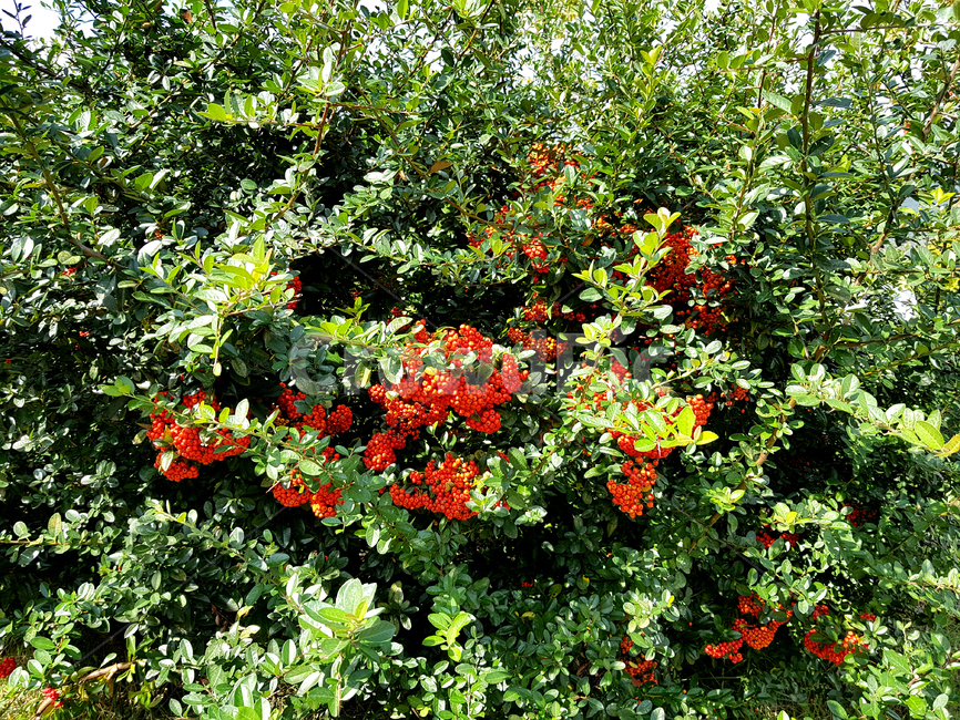 꽃,피라칸다,조경수,붉은열매,가을,식물,풀,나무,plant,tree,leaf,잎,식물,자연,plants,nature
