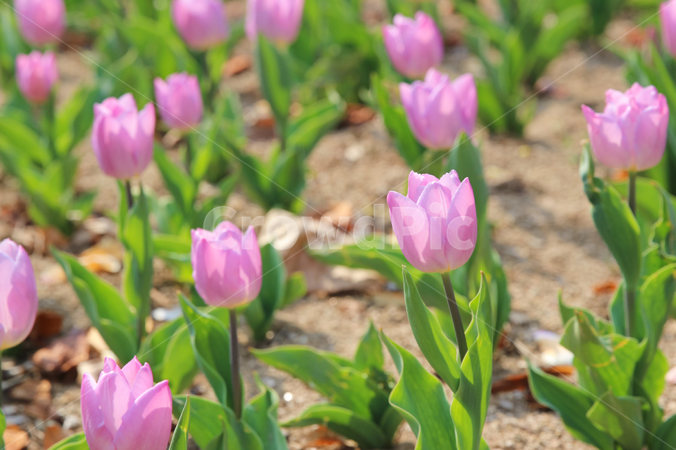 봄꽃,튤립,꽃,벚꽃,식물,plant,flower,blossom,봄,따뜻한,꽃잎,4월,가지,나무,예쁜,아름다운,행복,기념,향기,냄새,내음,초록,핑크,분홍