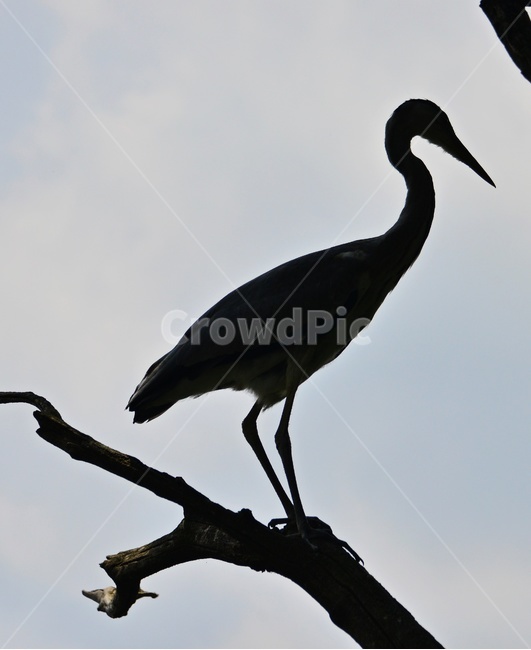 bird,새,animal,동물,waterfowl,egret,백로,stork,황새