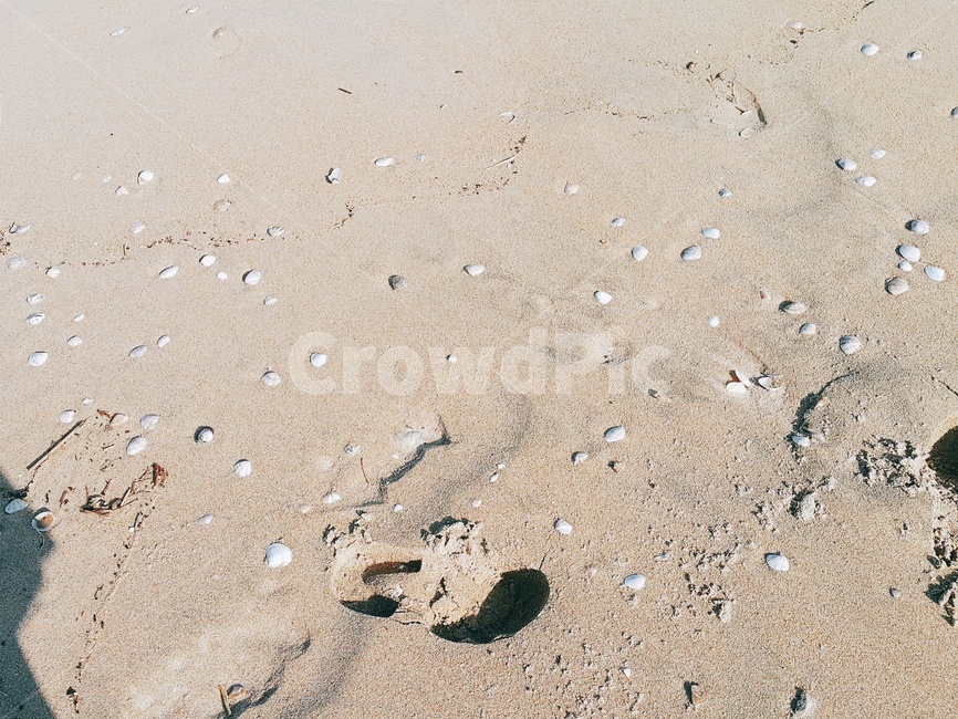 자연,모래,조개,해변가,풍경,해변,바다,beach,sea