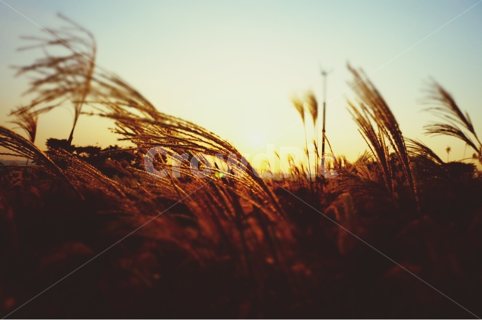 억새,노을,가을,풍경,자연,가을,계절,fall,autumn,season