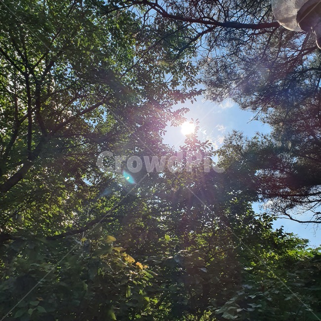 하늘,햇살,나무,자연,sunlight,sunbeam,sun,flare,빛,플레어