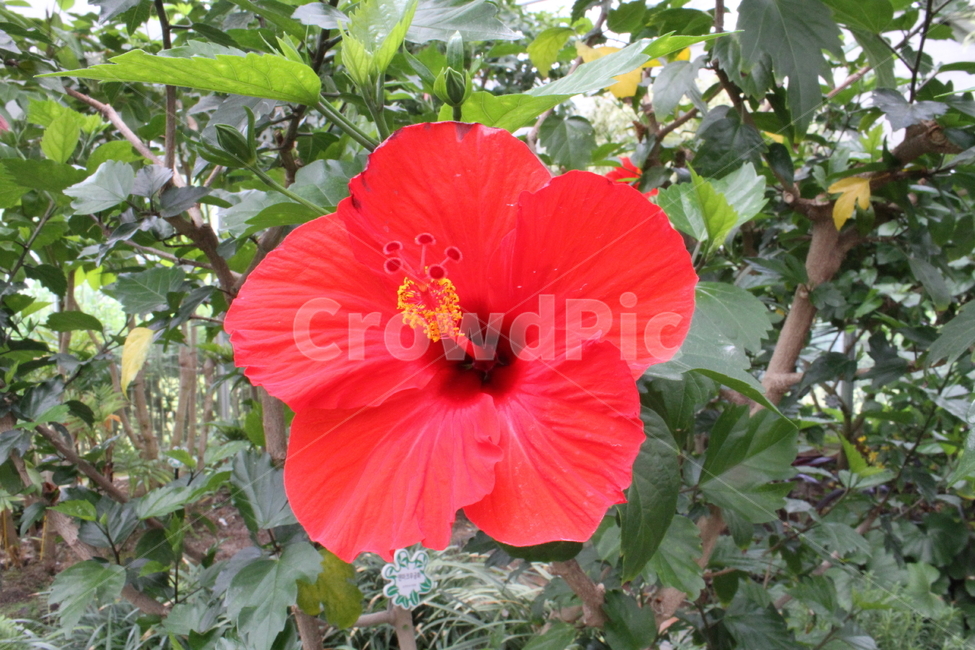 하와이무궁화,부상화,꽃,식물,hawaiianhibiscus,식물,자연,plants,nature,꽃,flower