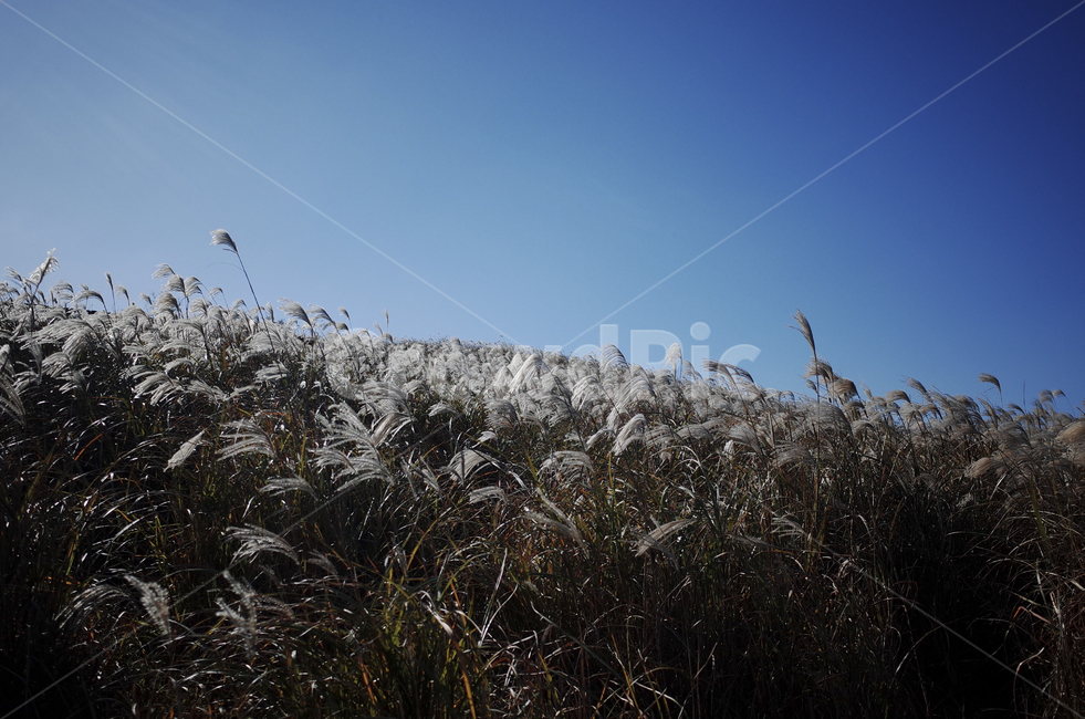 plant,식물,grass,잔디,억새,억새풀,들판,nature,자연,옥외,outdoors,reed,갈대
