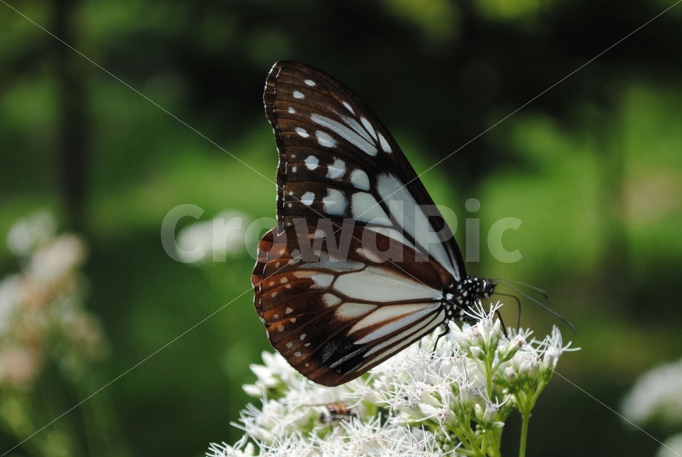 곤충,자연,나비,butterfly,휴식,insect,nature,꽃,flower,plants,동물,animal,곤충,벌레,insect,bug