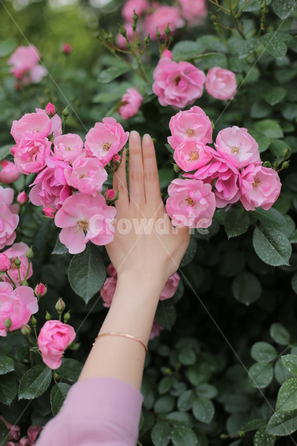 blossom,찔레장미,손,손등,핑크,식물,plant,flower,꽃,정원,야외,인물,신체일부,human,신체,연출,몸,여성,색깔,색체,색상,색감,손가락,아련함,장미,nature,pink,분홍,body,woman,female,colorsense,꽃,flower