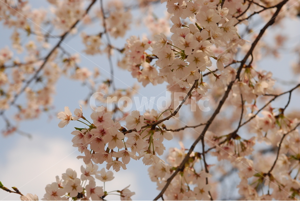 봄,벚꽃,벚꽃엔딩,꽃,봄나들이
