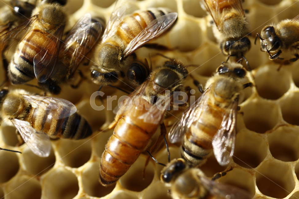 꿀벌,벌집,여왕벌,애벌레,꿀,동물,animal,곤충,벌레,insect,bug