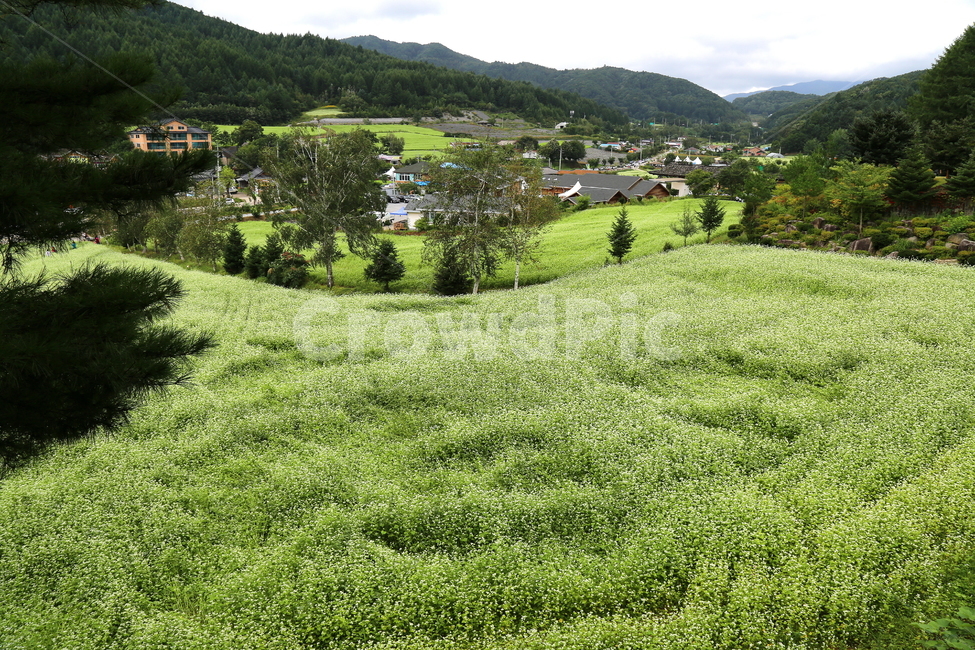 식물,꽃,메밀,농촌,풍경,자연,풍경,nature,landscape,한국자연풍경,한국자연경관,korea nature landscape,시골,마을,country,rural,town,outdoors,옥외,grassland,목초지,field,들,farm,농장