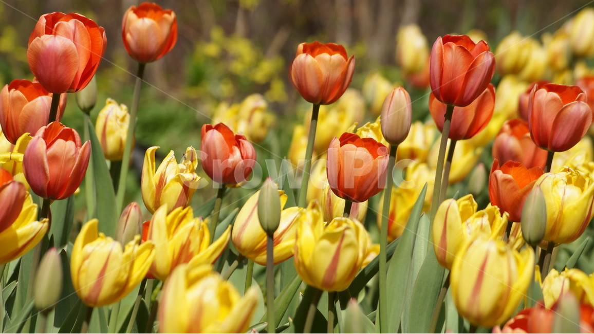 꽃,봄꽃,자연,풍경,튜울립,봄,계절,spring,season,식물,자연,plants,nature,꽃,flower,plant,blossom