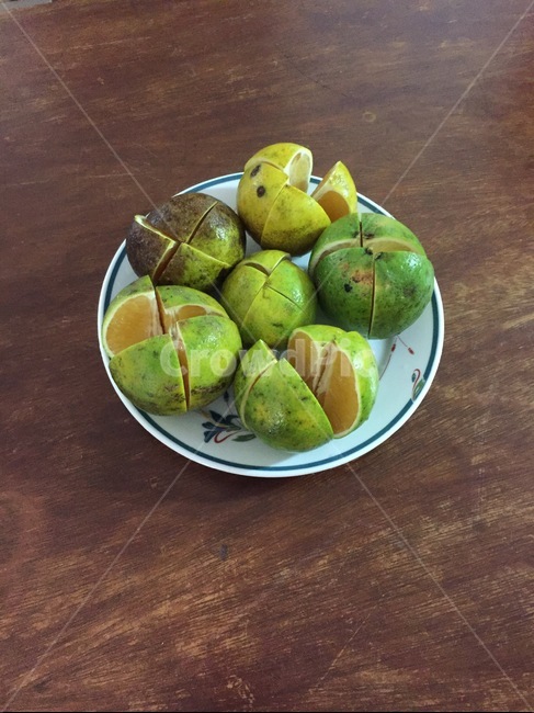 plant,orange,fruit,과일,오렌지,식물