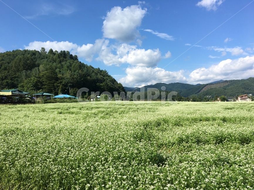 봉평,메밀,메밀꽃,메밀꽃축제,메밀꽃필무렵,자연,풍경,nature,landscape,field,들,grassland,목초지,outdoors,옥외,meadow,farm,농장,rural,농촌