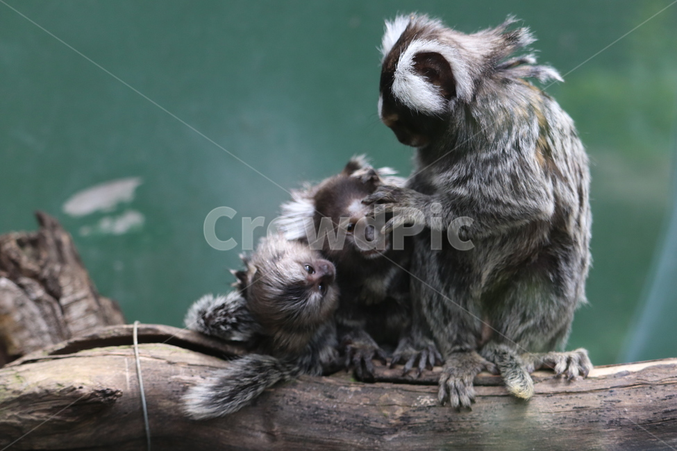 원숭이,아프리카,남아공,가족,동물,동물,animal,포유류,mammal