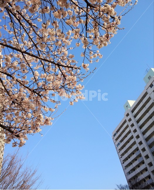 벚꽃,봄꽃,연분홍색,만개,활짝,도심속꽃,청명한하늘