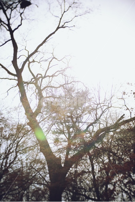 나무,햇빛,몽환,tree,sunlight,실루엣,나무실루엣,나무그림자,식물,자연,plants,nature,나무,trees,wood