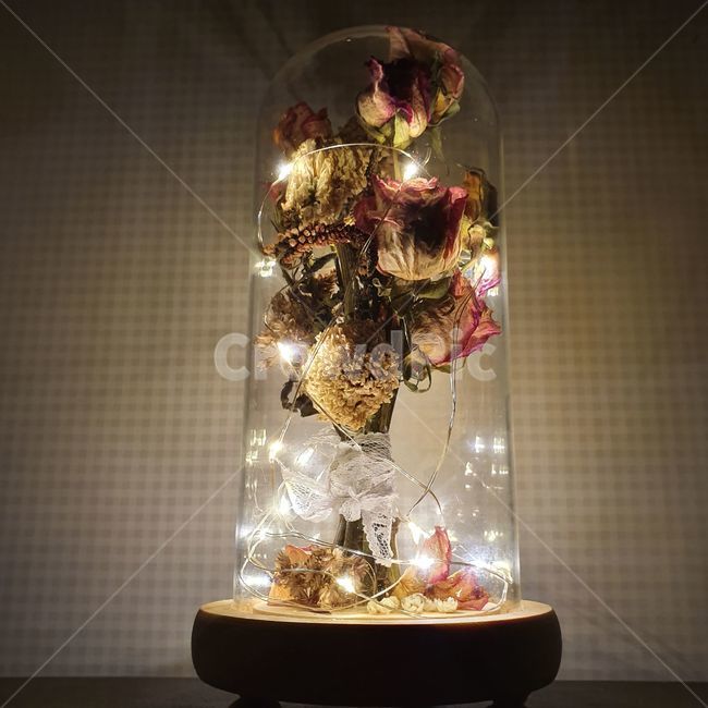 plant,식물,말린꽃,조명,lighting,꽃,flower