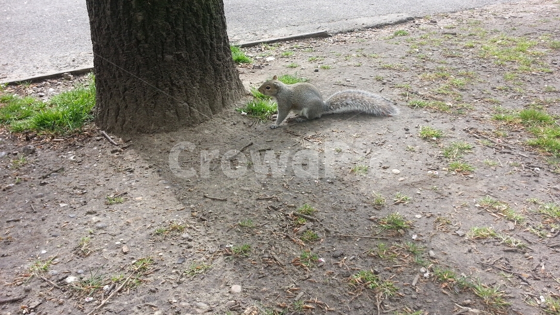 영국,잉글랜드,그리니치,greenwich,england,uk,다람쥐,동물,animal,포유류,mammal