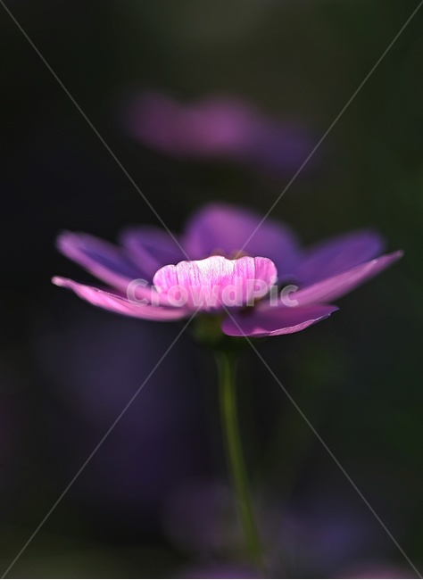 코스모스,꽃,자연,힐링,가을,아름다움,가을,계절,fall,autumn,season,식물,자연,plants,nature,꽃,flower,plant