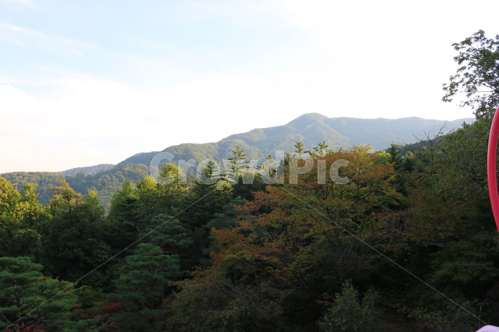 화담숲,나무,소나무,자연,풍경,관광지,산책길,공원,식물,경치,경기도,광주,전나무,구상나무,단풍,단풍나무,벚나무,산