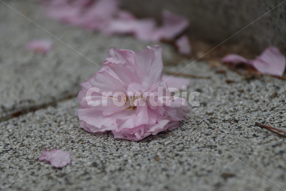 벚꽃,cherryblossom,분홍,핑크,아스팔트,떨어진,슬픈,꽃잎,petal,whiteflower,철쭉,진달래,초록,수술,암술,하얀,azaleas,꽃,flower
