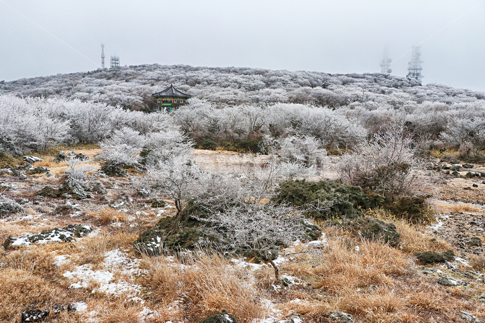 제주도,한라산,1100고지,한라산1100고지,설경,눈꽃,눈,snow,자연,nature,옥외,outdoors