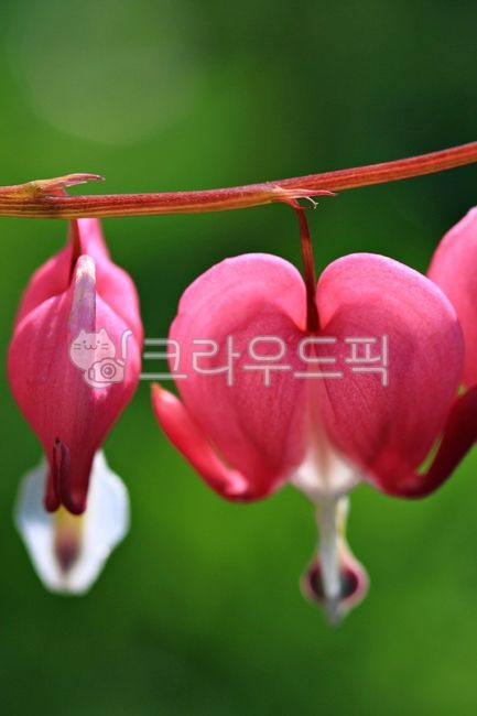 금낭화,댕기머리,봄꽃,식물,plant,flower