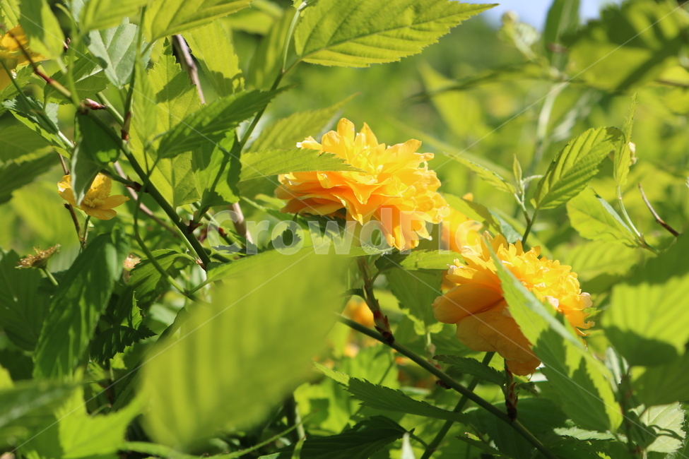 잎,식물,자연,꽃,봄,식물,자연,plants,nature