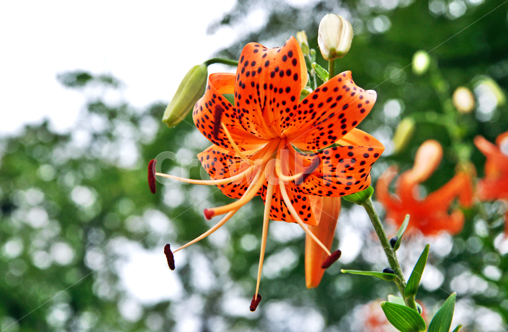 나리꽃,식물,꽃,참나리,백합과,주황색,꽃봉우리