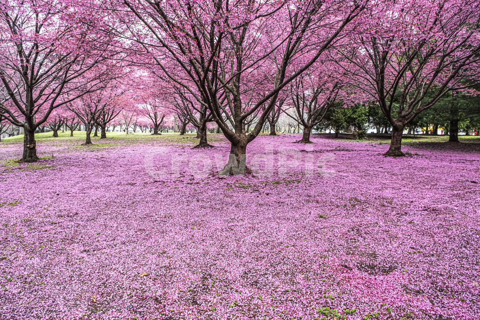 식물,나무,자연,꽃,벚꽃,핑크,분홍,pink,spring,cherry,blossom,bloom,봄,계절,spring,season,식물,자연,plants,nature,꽃,flower