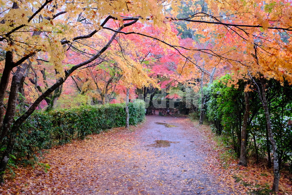 단풍,가을,가을비,낙엽,낙엽길,숲길,가을,계절,fall,autumn,season,자연,풍경,nature,landscape,leaf,잎,plant,식물,tree,나무,maple