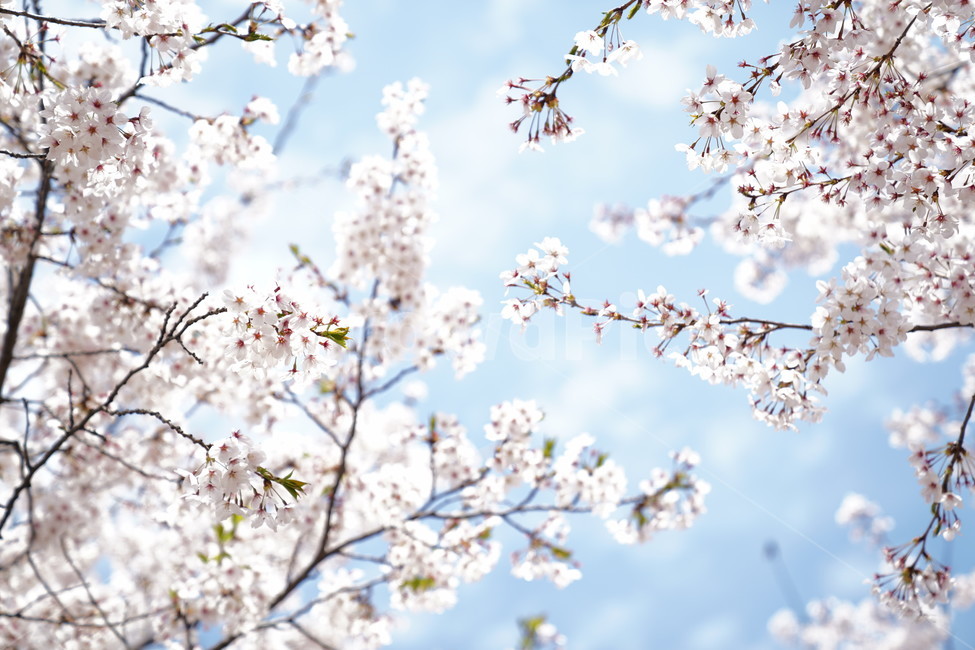 벚꽃,cherryblossom,벚꽃축제,봄꽃,봄이미지,꽃풍경,봄날,tree,벚꽃나무,나무,spring,flowers,식물,아름다운,꽃축제,배경,바탕,연분홍색,햇살,봄햇살,sunshine,흰색,우아한,beautiful,예쁜,화려한,봄,계절,season,자연,plants,nature,꽃,flower,봄,계절,spring,season,식물,자연,plants,nature,꽃,flower,plant,blossom