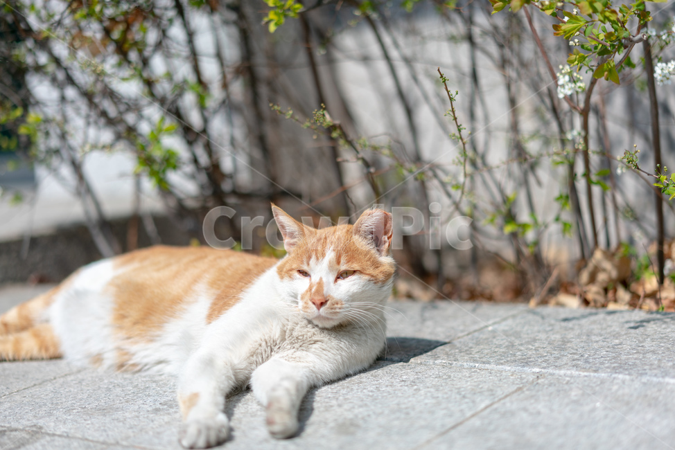고양이,낮,치즈,한가로움,고양이발바닥,동물,animal,포유류,mammal,고양이,cat,kitten,kitty