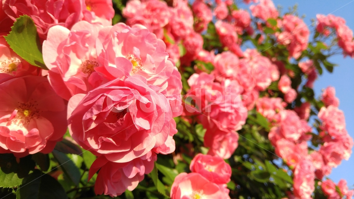 장미,꽃,분홍장미,분홍색,식물,녹색,배경,감성,계절,rose,flower,pinkroses,pink,flant,green,background,emotional,season,outdoors