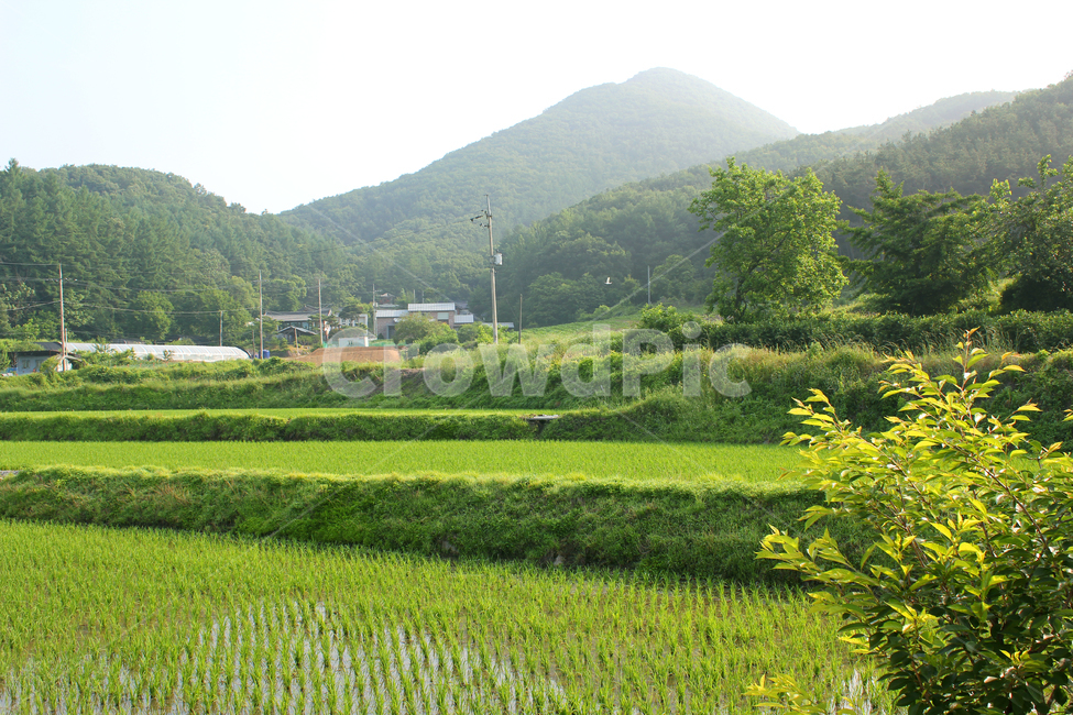 낮,산,봄,농촌,시골,농업,마을,마을풍경,농촌마을,농사,논,벼,모내기,자연,풍경,숲,논둑,농경지,농작물,풀,녹색,그린,초록색,나무,시골,마을,풍경,landscape,country,rural,town,산업,industry,industrial,농업,농사,agriculture,farming,farming industry