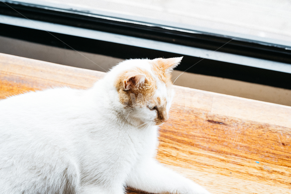 고양이,야옹이,냥,길냥이,꽃냥,동물,야옹,cat,캣,동물,animal,포유류,mammal,고양이,cat,kitten,kitty,감성,sensible,feeling