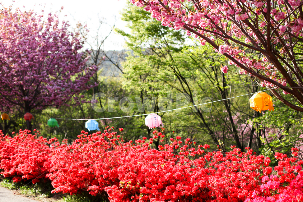 봄,연등,벚꽃,연산홍,나무,겹벚꽃,부처님오신날,다홍,분홍,핑크,꽃,줄기,잎사귀,초록,야외,자연,식물,배경,상쾌한,따뜻한,계절,충남,서산,문수사,숲,tree,nature,cherryblooms,flowers,background,spring,pink,leaf,자연,풍경,nature,landscape,종교,신앙,religion,belief,faith,축제,행사,festival,carnival,event,plant,flower,blossom