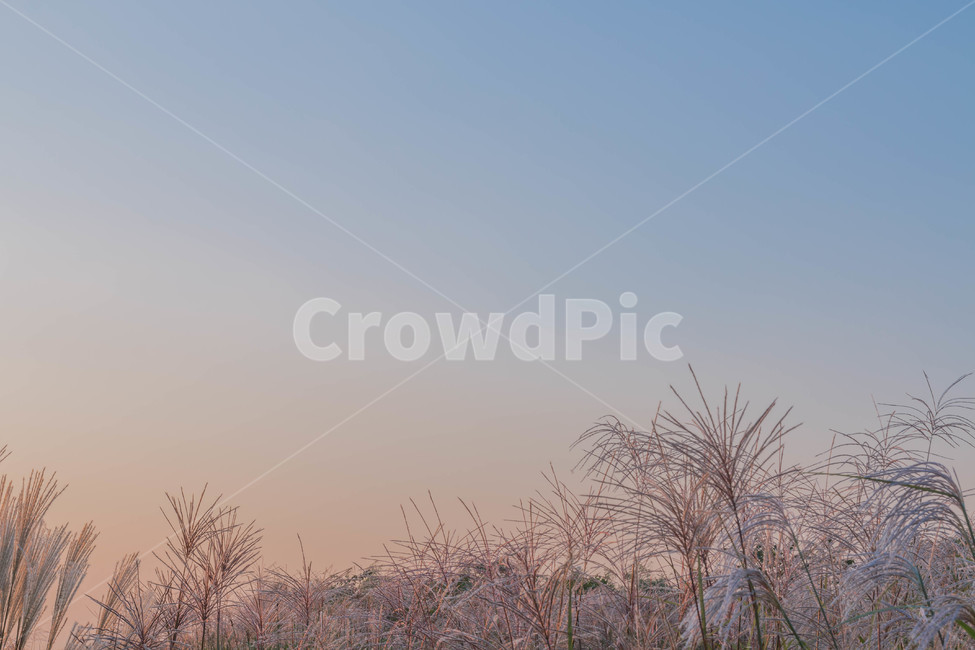 가을,하늘,노을,억새,공원,하늘공원,가을하늘,가을,계절,fall,autumn,season,자연,풍경,nature,landscape,색깔,색상,색채,색감,color sense,color sensitivity,feeling of color