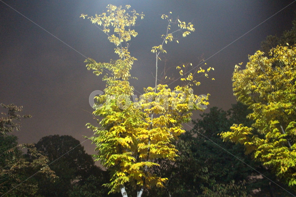 새벽,밤,나무,올림픽공원,단풍,야경,밤,풍경,nightscape,night,landscape,식물,자연,plants,nature,나무,trees,wood,tree,plant