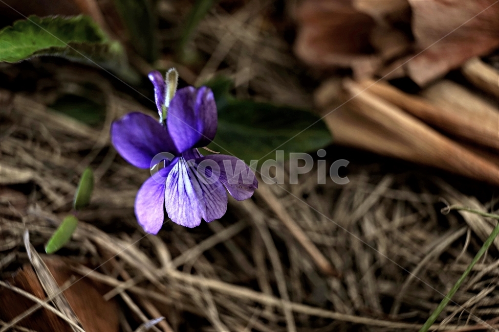 제비꽃,보라색,봄,꽃,식물,violet,purple,식물,자연,plants,nature,꽃,flower