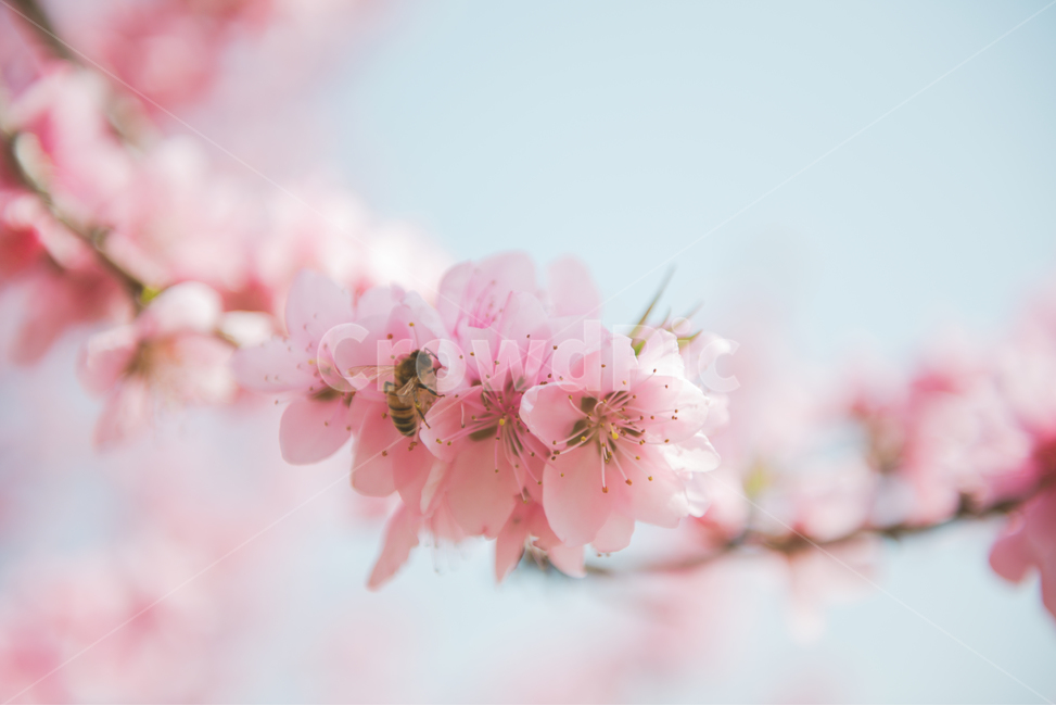 벚꽃,봄꽃,봄,꽃,배경,백그라운드,바탕,봄배경,봄바탕,배경이미지,배경사진,계절,꽃잎,봄사진,봄이미지,예쁜,화려한,만개,만발,야생화,spring,season,식물,자연,plants,nature,flower,봄,계절,spring,season,식물,자연,plants,nature,꽃,flower,감성,sensible,feeling,색깔,색상,색채,색감,color sense,color sensitivity,feeling of color,plant,blossom,honey bee,꿀벌,invertebrate,무척추 동물,bee,벌,animal,동물,insect,곤충