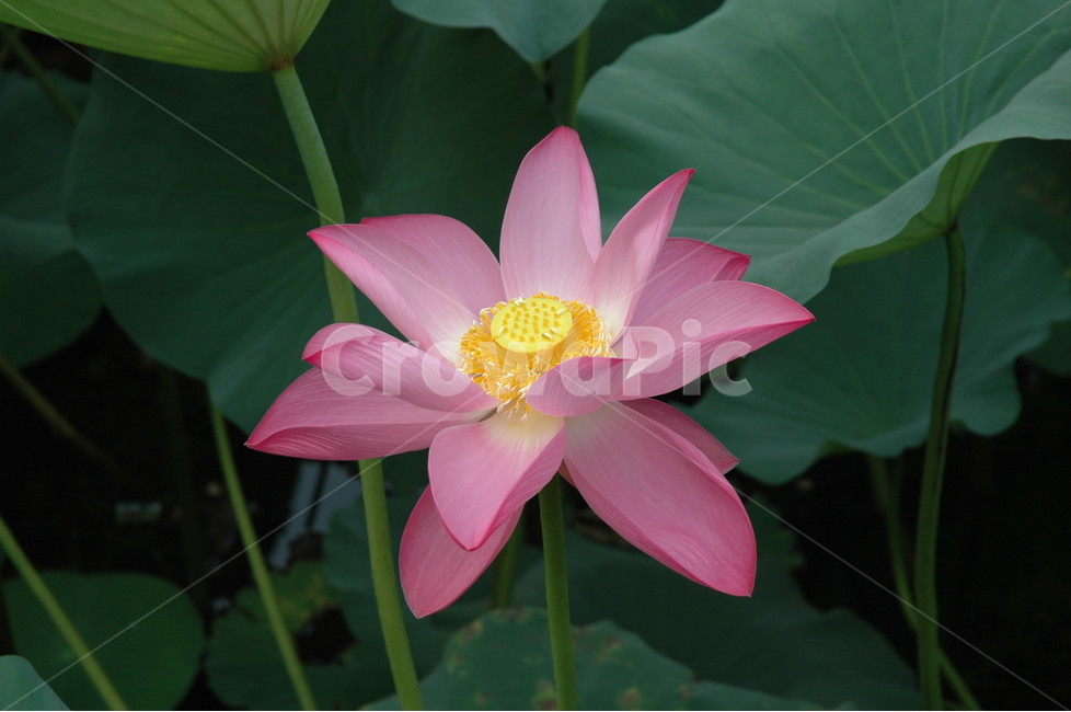 연꽃,꽃,nelumbonuciferagaertn,불교,힐링,식물,자연,plants,nature,꽃,flower