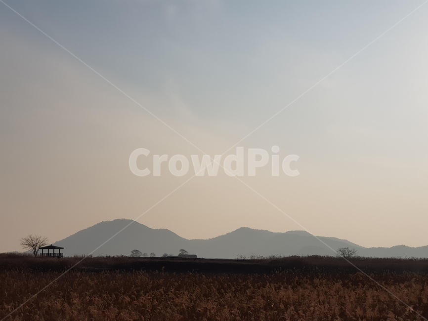 정자,산,갈대,노을,자연