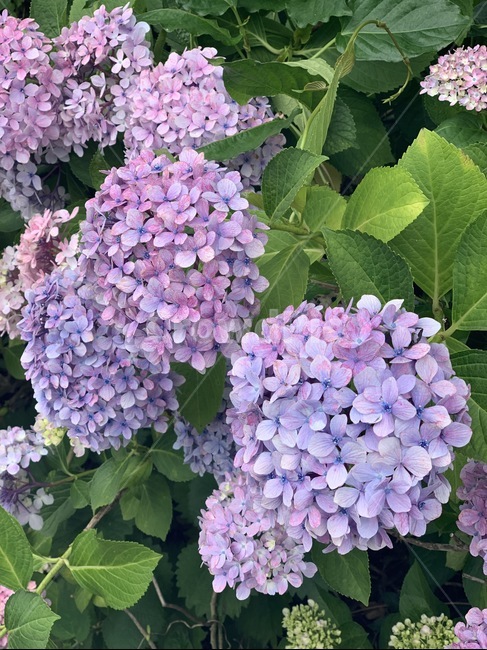 꽃,수국,수국꽃,bigleafhydrangea,제주수국,제주도수국,여름수국,수국철