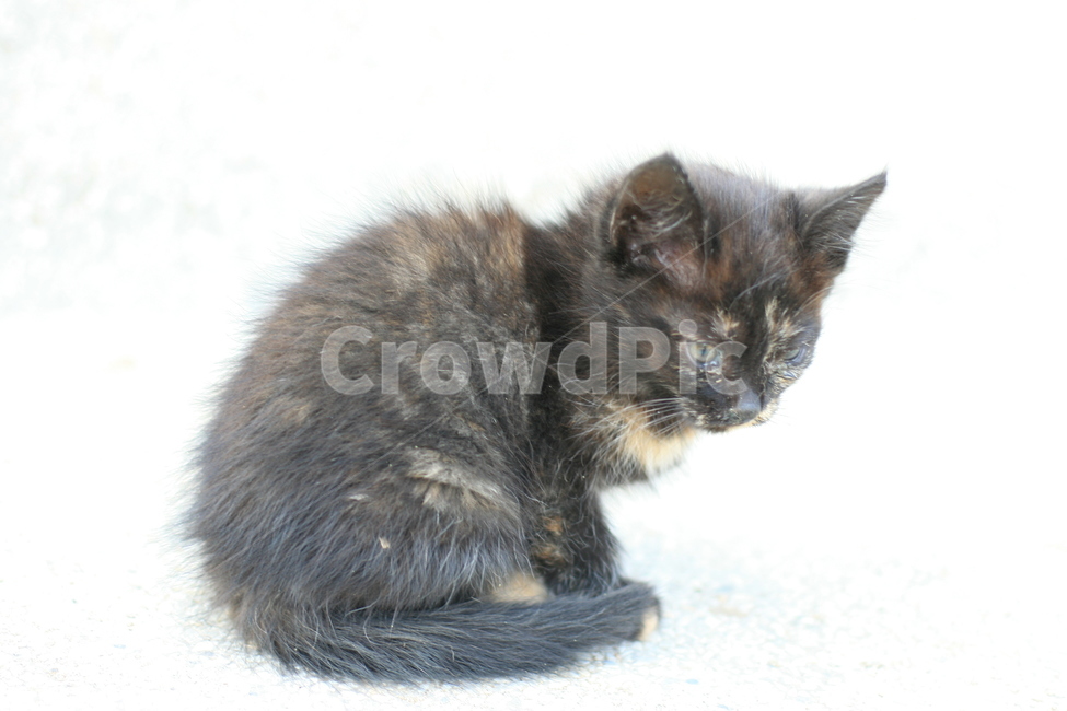 animal,동물,포유류,pet,고양이,cat,애완동물,고양이새끼,검은고양이,아기고양이