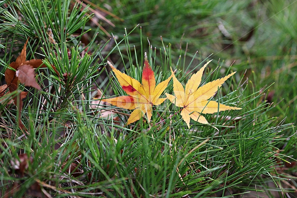 단풍,낙엽,노란단풍,소나무,식물,자연,풀,잡초,가을,계절,fall,autumn,season